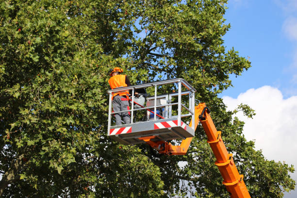 Best Commercial Tree Services  in Massac, KY